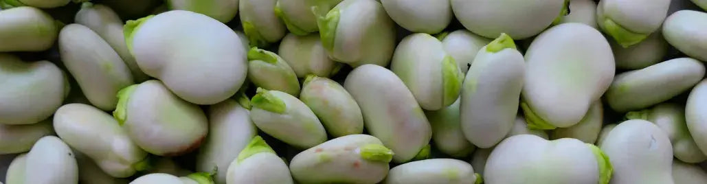 Shell podded fruits and legumes quickly with Robito Vaina Pelamatic SL