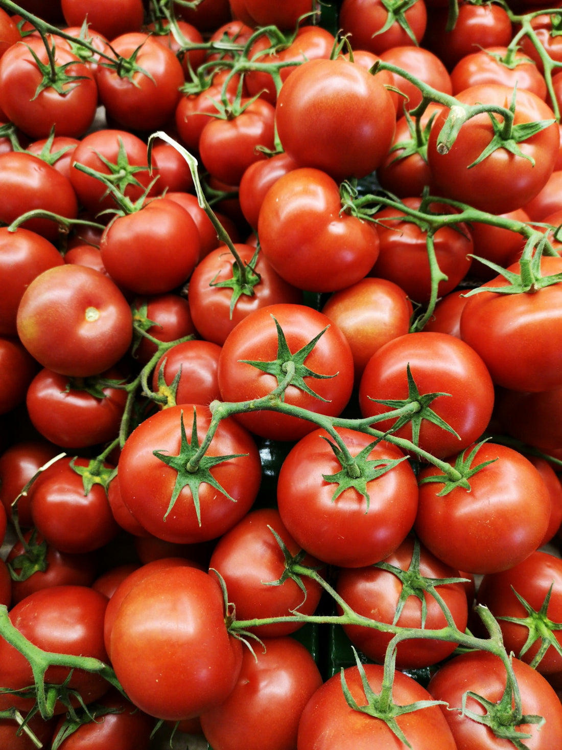 Tomates frescos maduros listos para pelar y cocinar